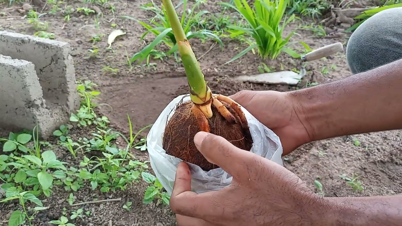 COMO GERMINAR E PLANTAR CÔCO DESCASCADO DE SUPERMERCADO