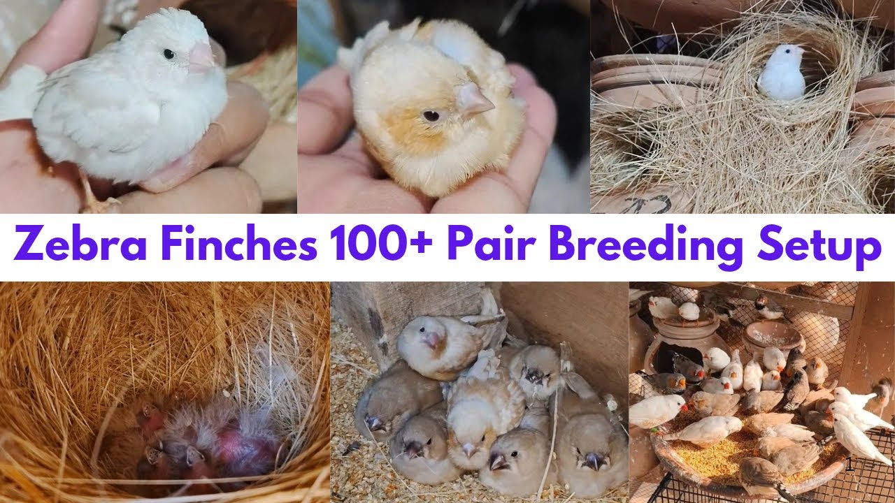 100 Pairs Zebra Finches Aviary | Mutations Finches Breeding Progress & Cute Baby Finches 🐥