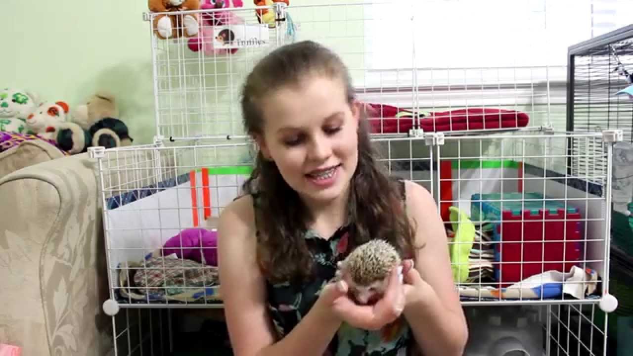 Hedgehog Wheels: Carolina Storm Review