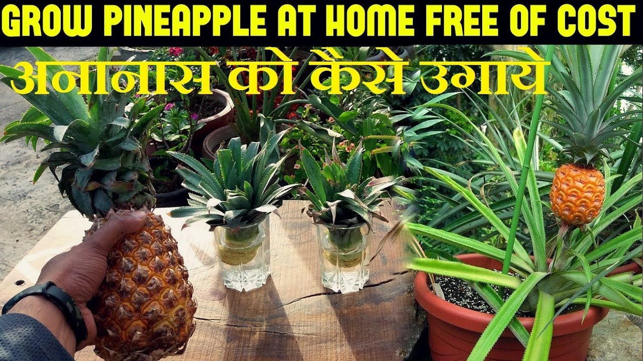 How To Grow Pineapples At Home | अनानास को कैसे उगाये (With English Subtitles)