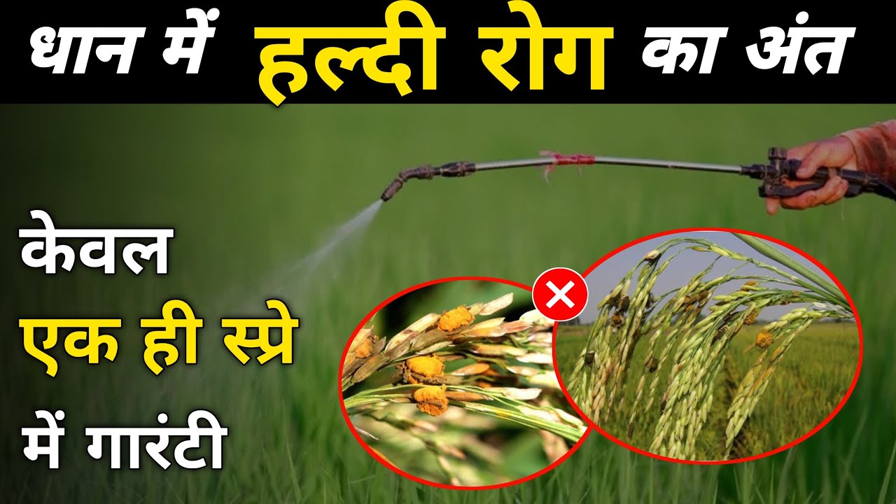 🌾धान में हल्दी रोग का अंत 🤯 केवल एक स्प्रे में 💯✅