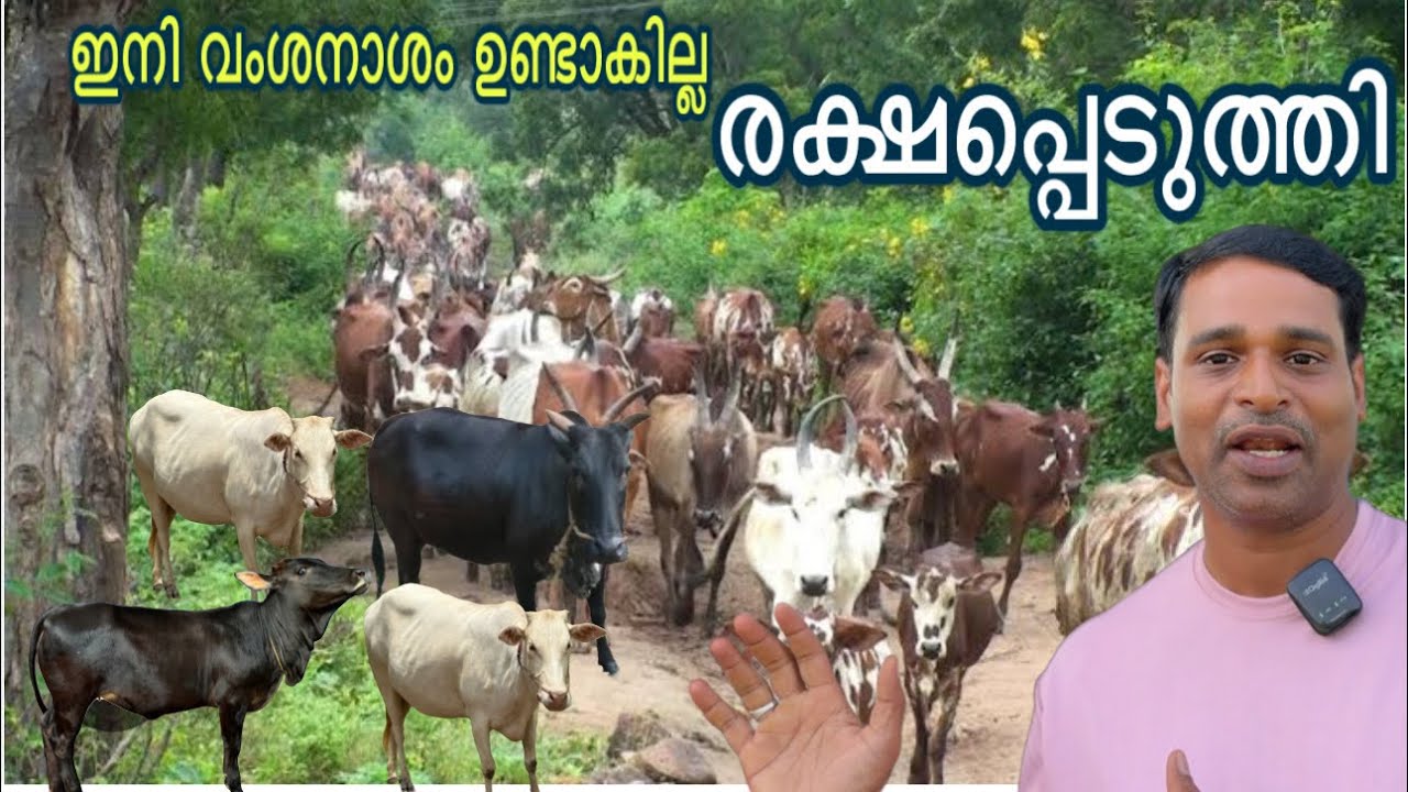 പൊക്കമില്ലായിമയാണ് ഇവരുടെ പൊക്കം കുള്ളൻ പശുക്കൾ കൂട്ടത്തോടെ തിരിച്ചെത്തി cow farming malayalam