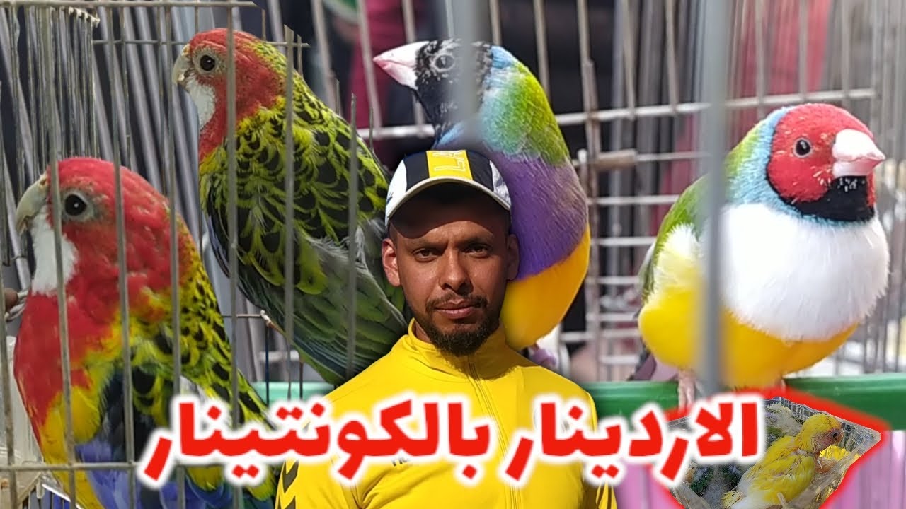 سوق بودواو ب الوان الربيع | طيور الزينة بالكونتينار