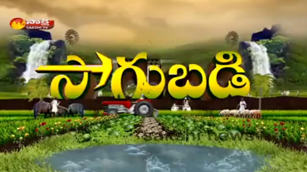 Sakshi Sagubadi 13th December 2016