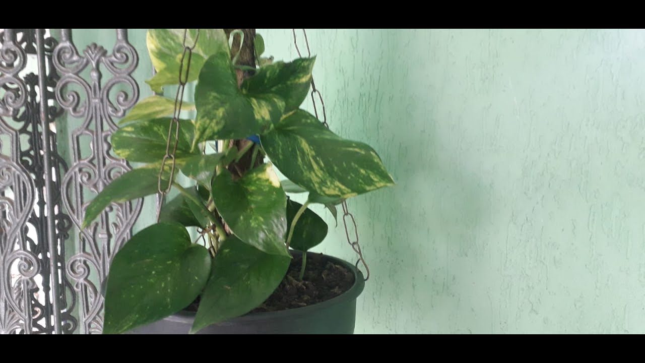 COMO PLANTAR JIBOIA NO TRONQUINHO E DANDO DICAS DE CULTIVO.