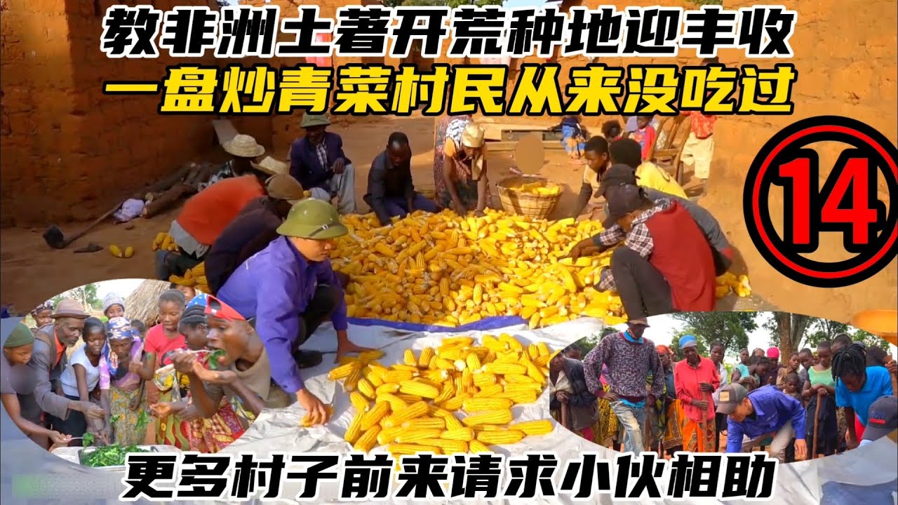 教非洲土著开荒种地迎丰收，一盘炒青菜令村民欢呼，更多村子前来请求小伙相助