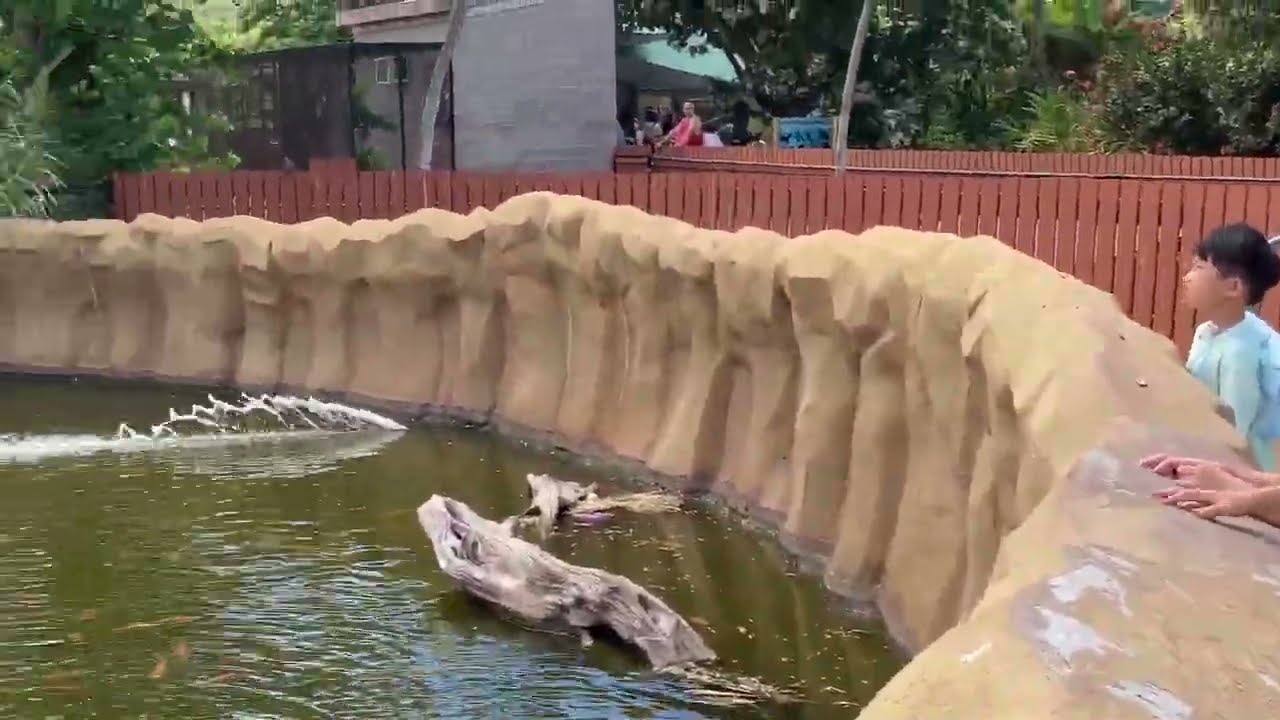 379. Honolulu Zoo, Hawaii, watch the performing monkeys and gibbons!