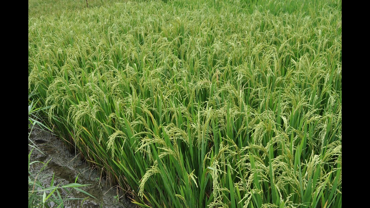 New Crop Varieties and Farm Implements   2022