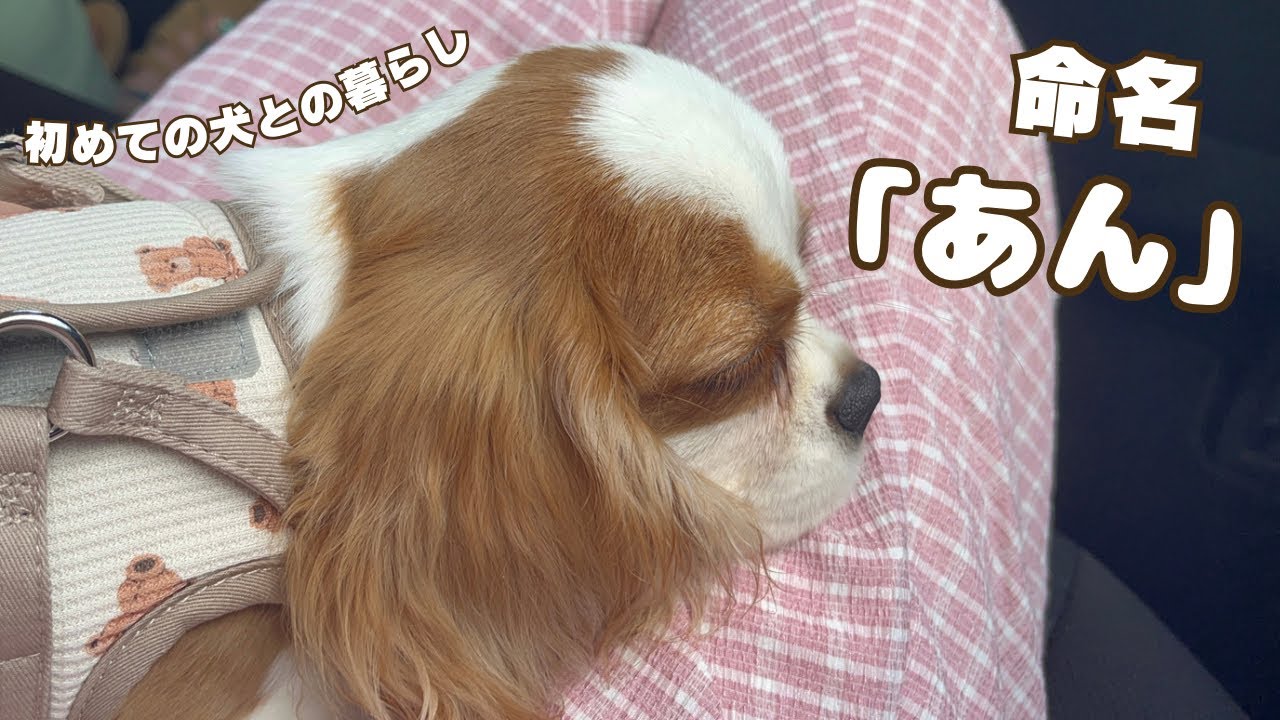 #2 家に来て4日目で「おすわり」が出来る天才犬🐶｜名付けのお話