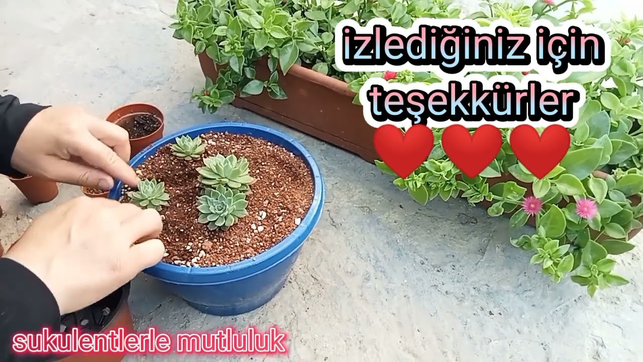 taciveria seven star sukulenti bakımı &ccedil;oğaltılması