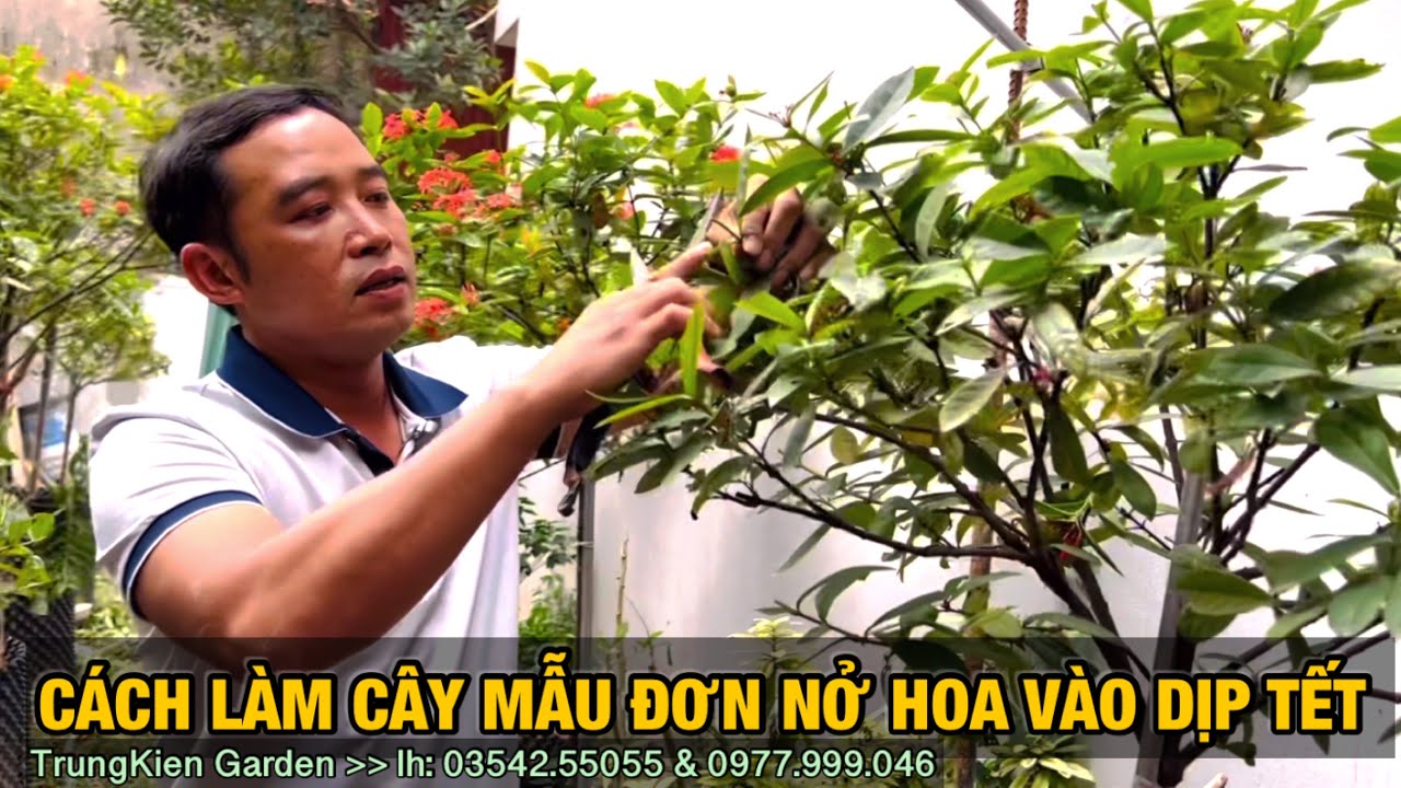 C&aacute;ch l&agrave;m c&acirc;y mẫu đơn ra hoa v&agrave;o dịp tết -Trung ki&ecirc;n garden, zalo: 035.42.55055 & 0961.700.535.
