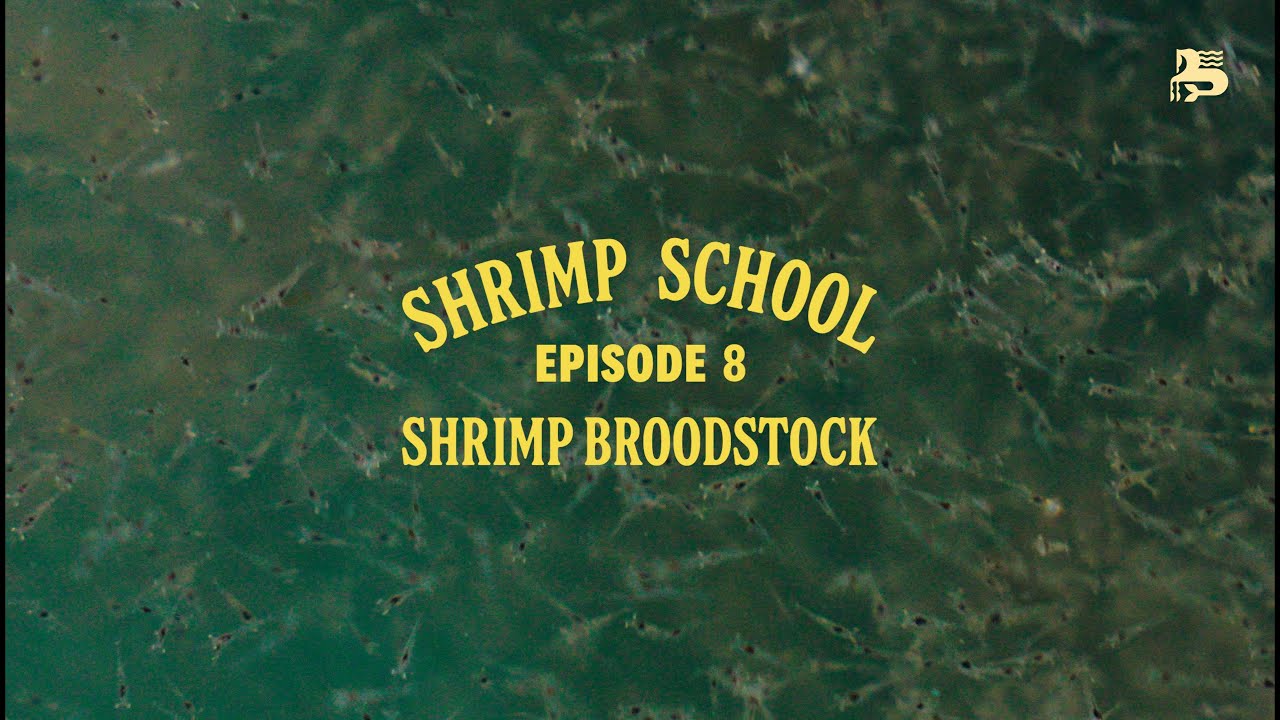 Shrimp School Eps. 8: Shrimp Broodstock
