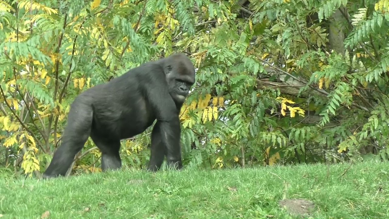 Gorillas & adorable black crested Mangabeys at Gaiazoo Kerkrade