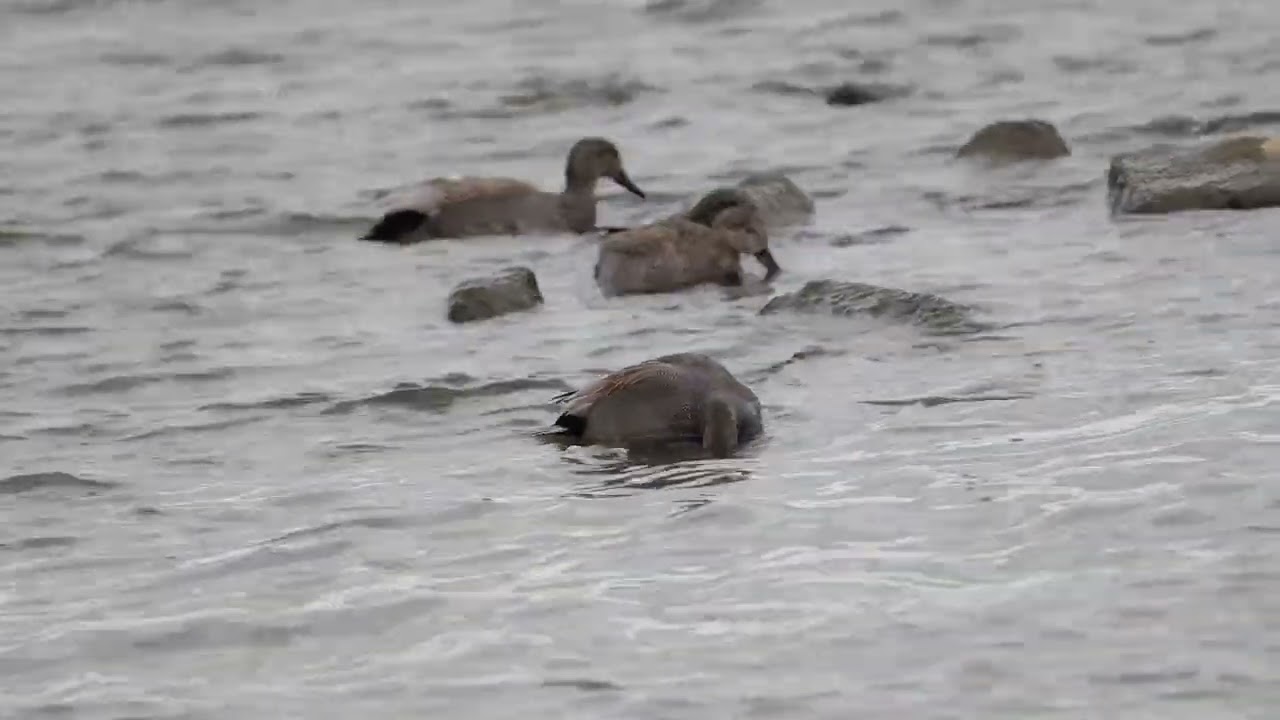 オカヨシガモの食事の風景（白い首輪の子もいるよ）2026.2.16
