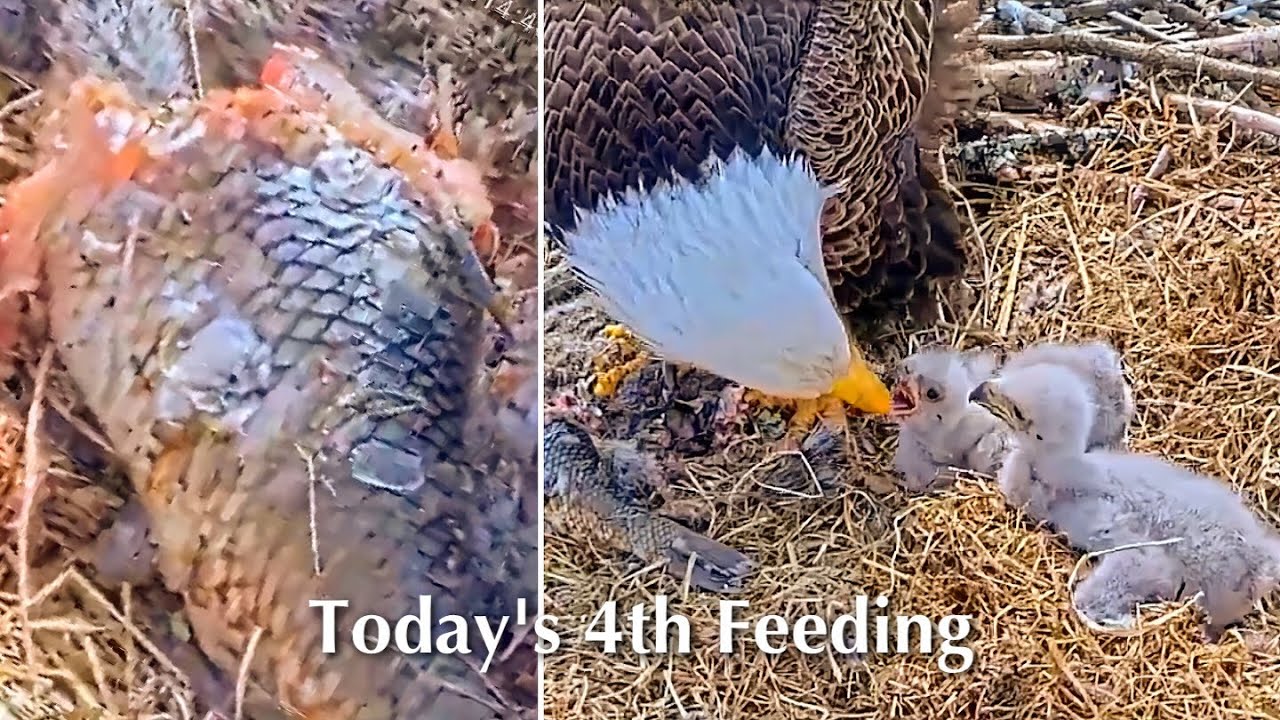 84🦅BC28🐥10° & BC29🐥8°／Bluff City Bald Eagle Nest 2026／Frances💗Franklin ／ETSU/BTES Eagle Cameras