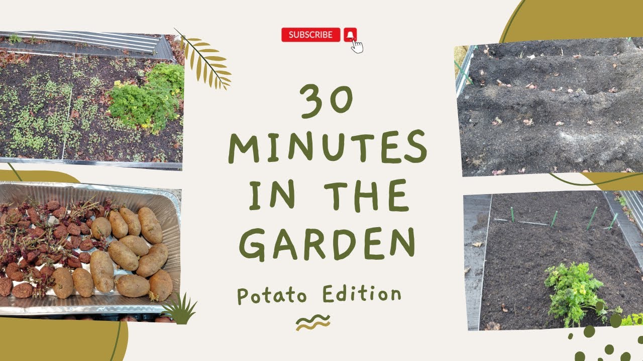 Just 30 Minutes! Cleaning a Garden Bed & Planting My First Spring Potatoes