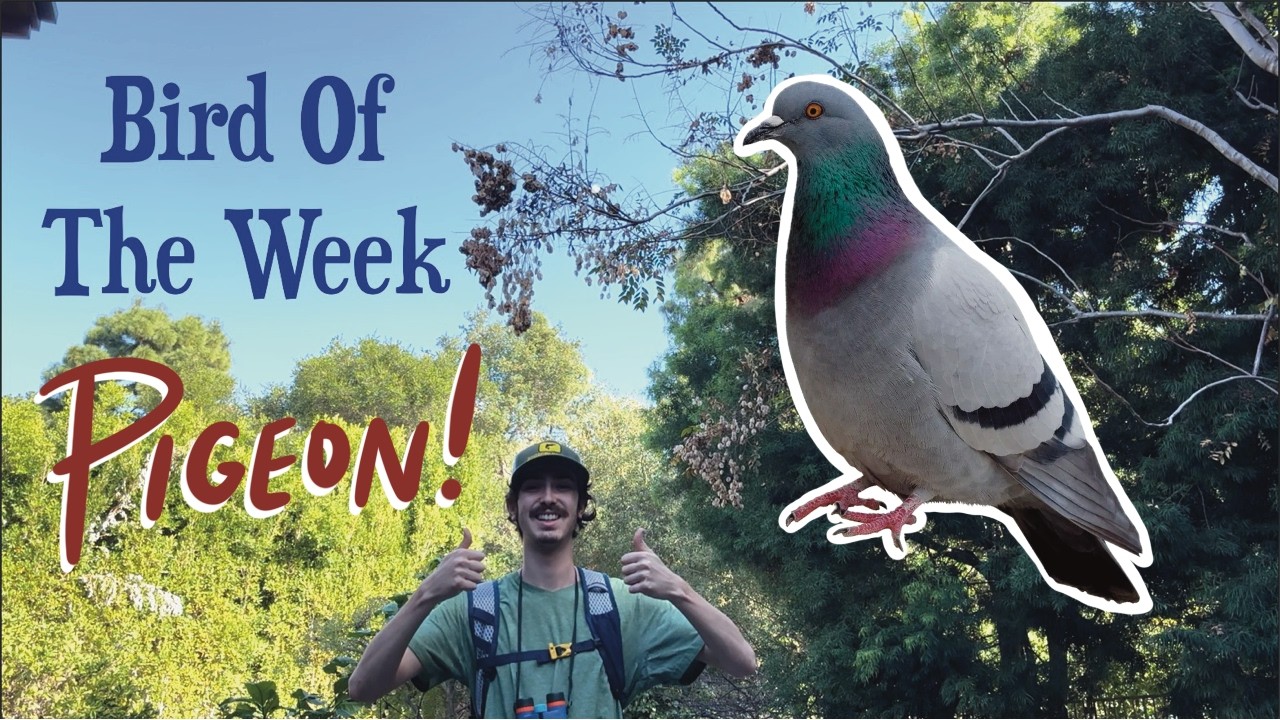 Bird of The Week ep 3: Pigeon (Doves)