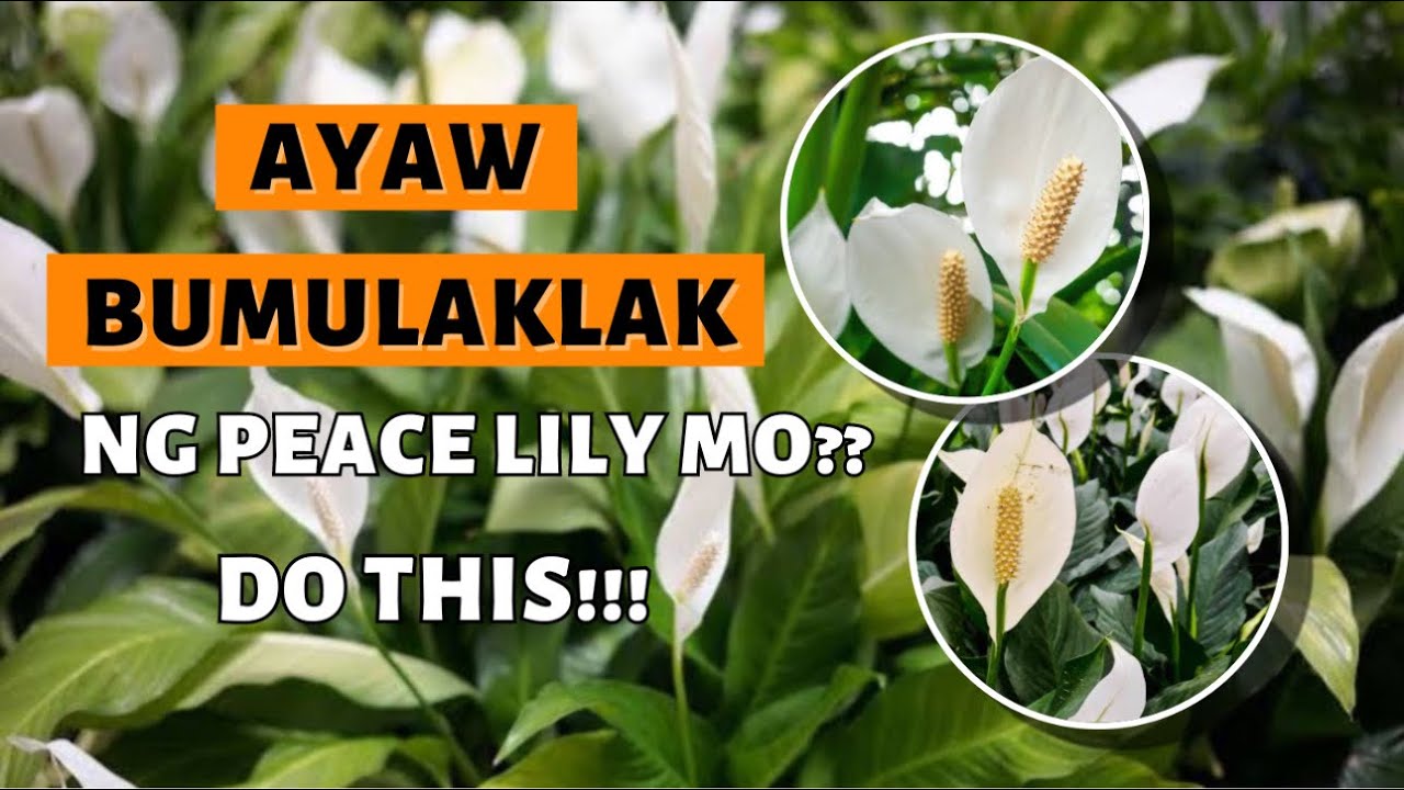 HOW TO MAKE YOUR PEACE LILY GROW FASTER AND HEALTHIER!
