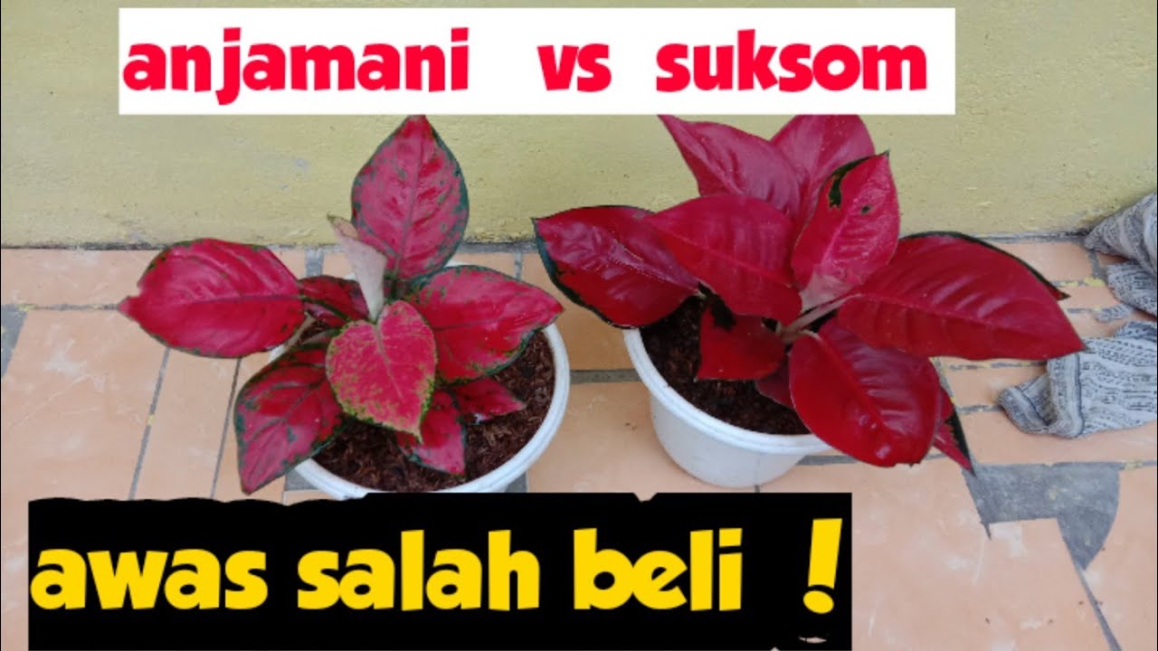 perbedaan aglonema suksom jaipong dan red anjamani