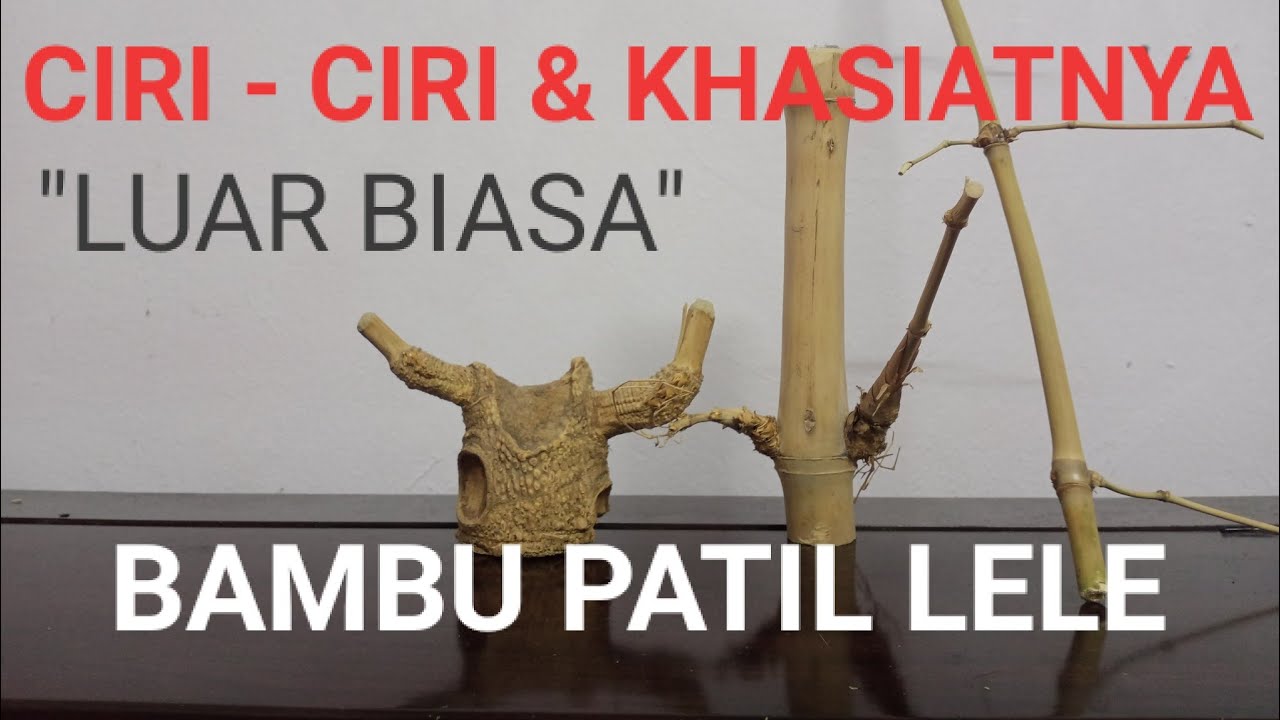 Ciri-Ciri Dan Khasiat/Manfaat Bambu Patil Lele