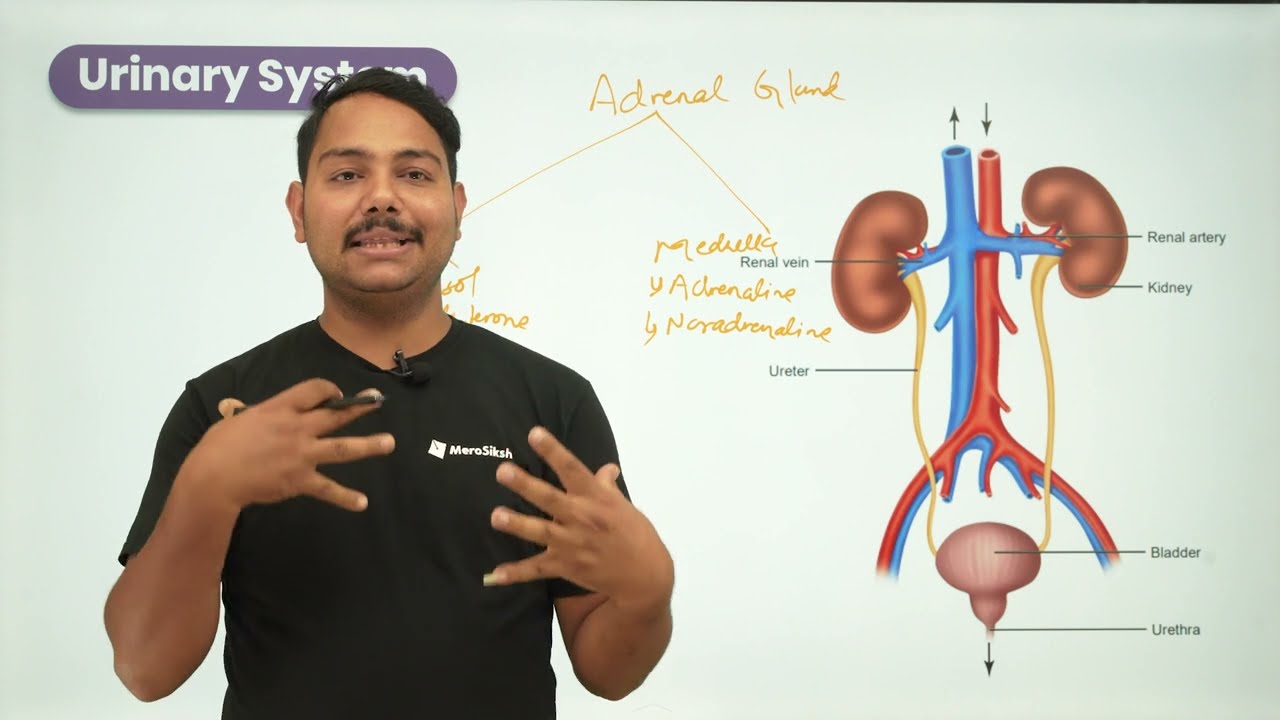 Urinary System | NEB 12 Biology | MeroSiksha