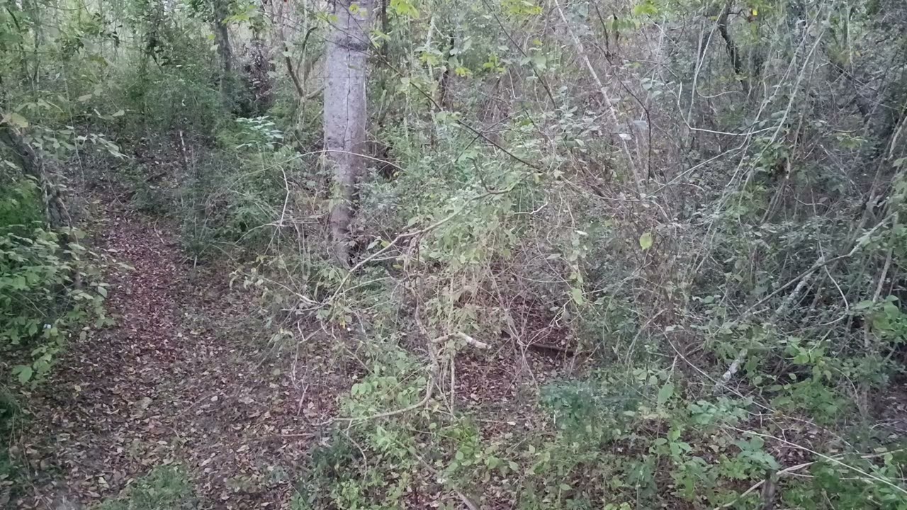 Espiada de tarde noche en higuera y un cuñado en una presa cayó venadito gracias a Dios