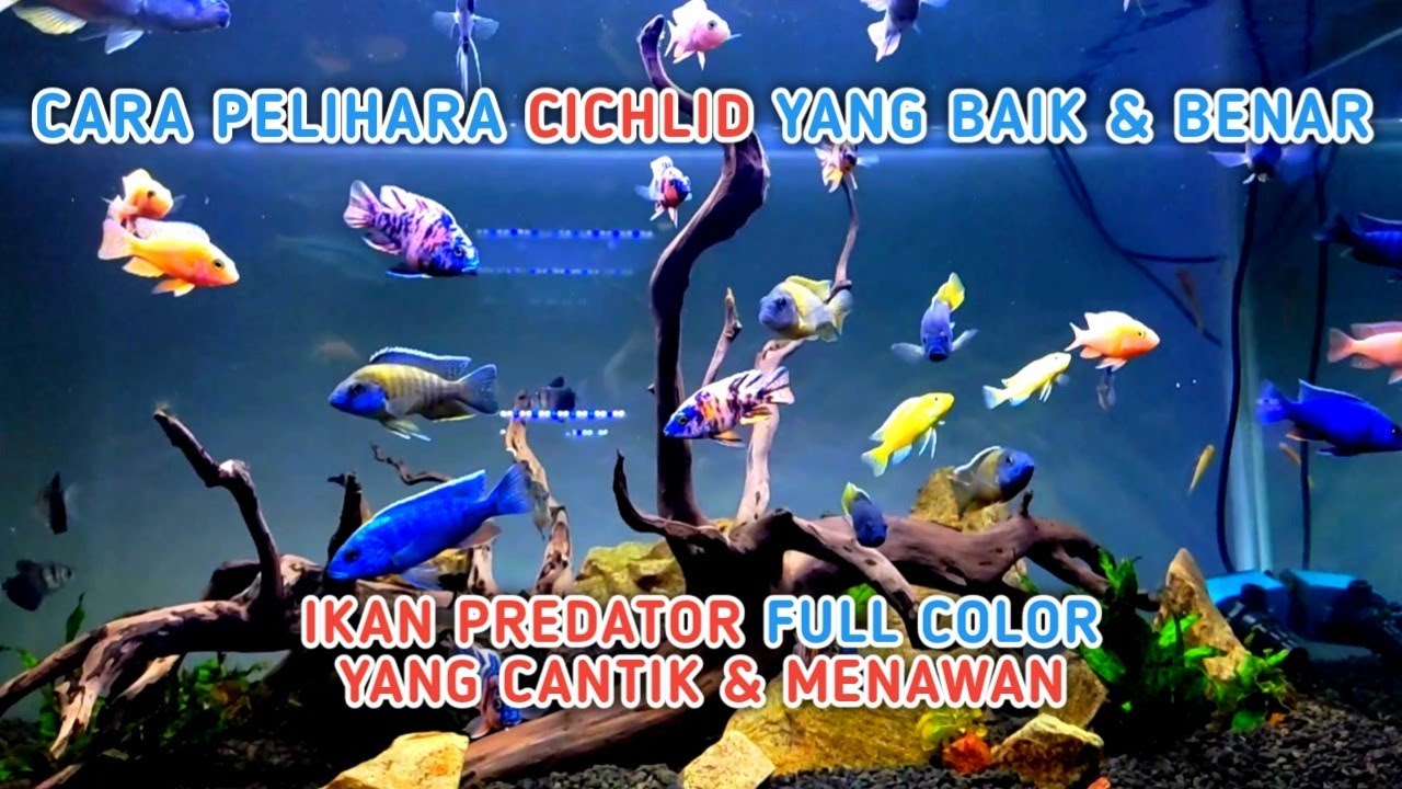 Ikan Pedator warna-warni yang belum diketahui banyak orang! Yuk belajar dengan Rumah Cichlid Cirebon