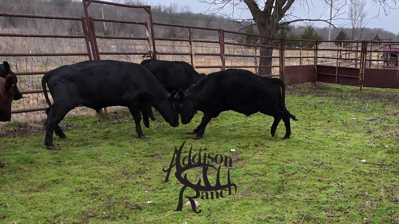 PULLING BULLS