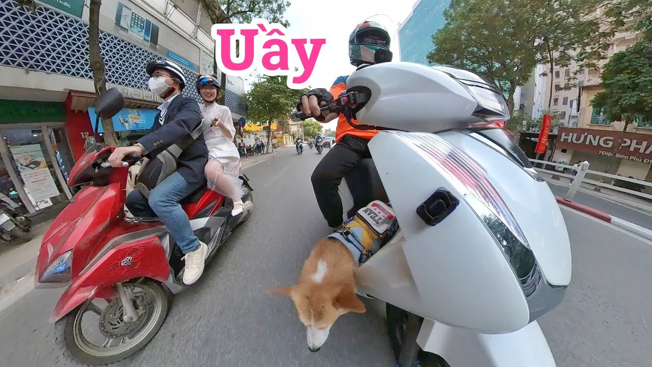 Mang Corgi đi ship hàng Ahamove và phản ứng của mọi người | Xế Tuyển