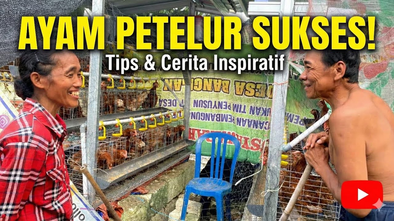 ALHAMDULILLAH TETANGGA DAPAT BANTUAN AYAM PETELUR GAYATRI