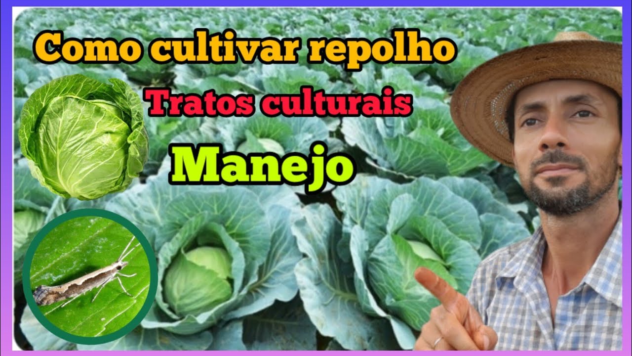 Aprenda o passo a passo de como cultivar o repolho.