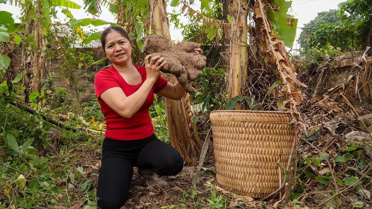 Harvesting GIANT Yams, Market Selling & Cooking | Wild Country Life