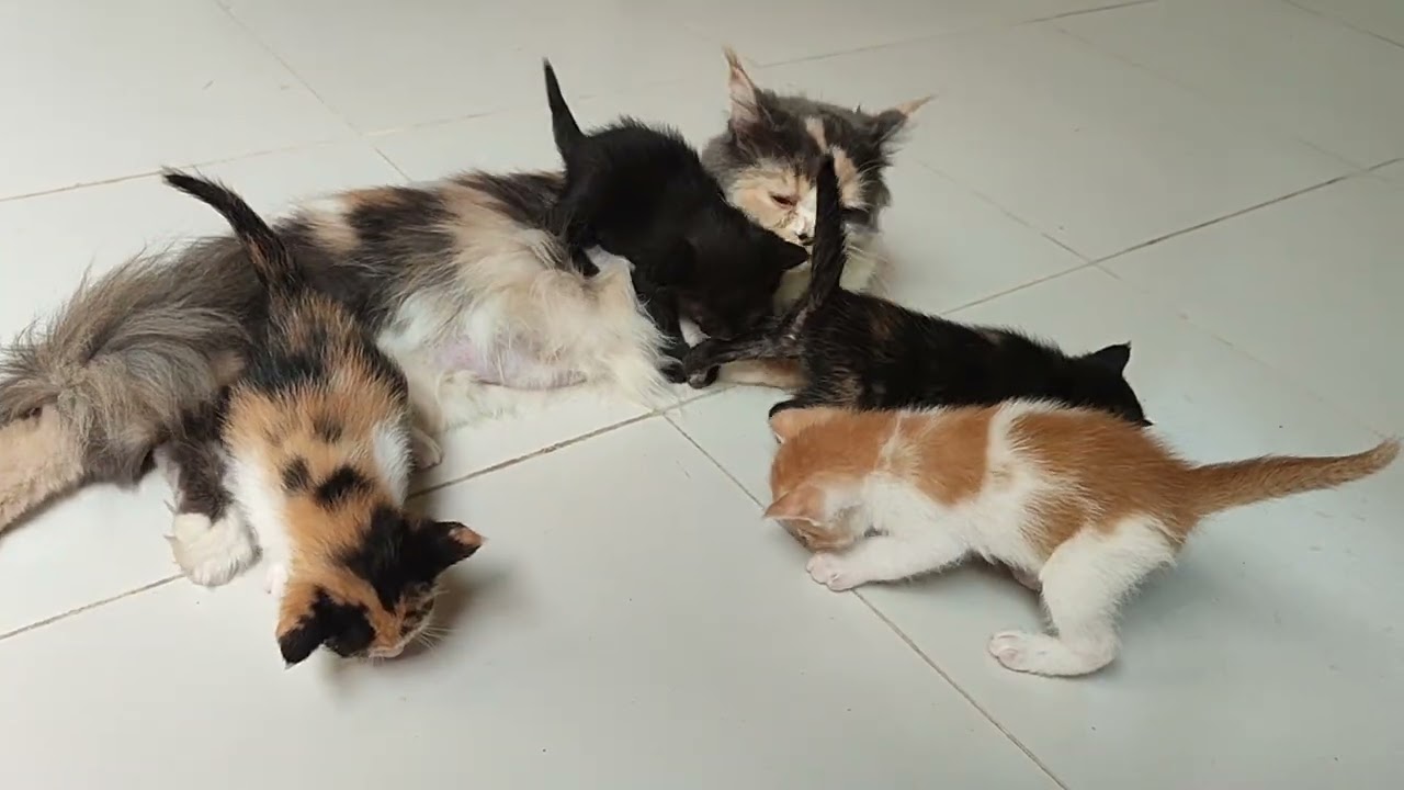 Cute kitty kitten meowing 