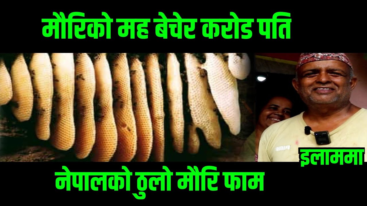 माैरिकाे चाका,मह बेचेर कराेड पति बने इलामका घिमिरे || महिनामा लाखाै कमाउदै || Bee Farm in nepal || 