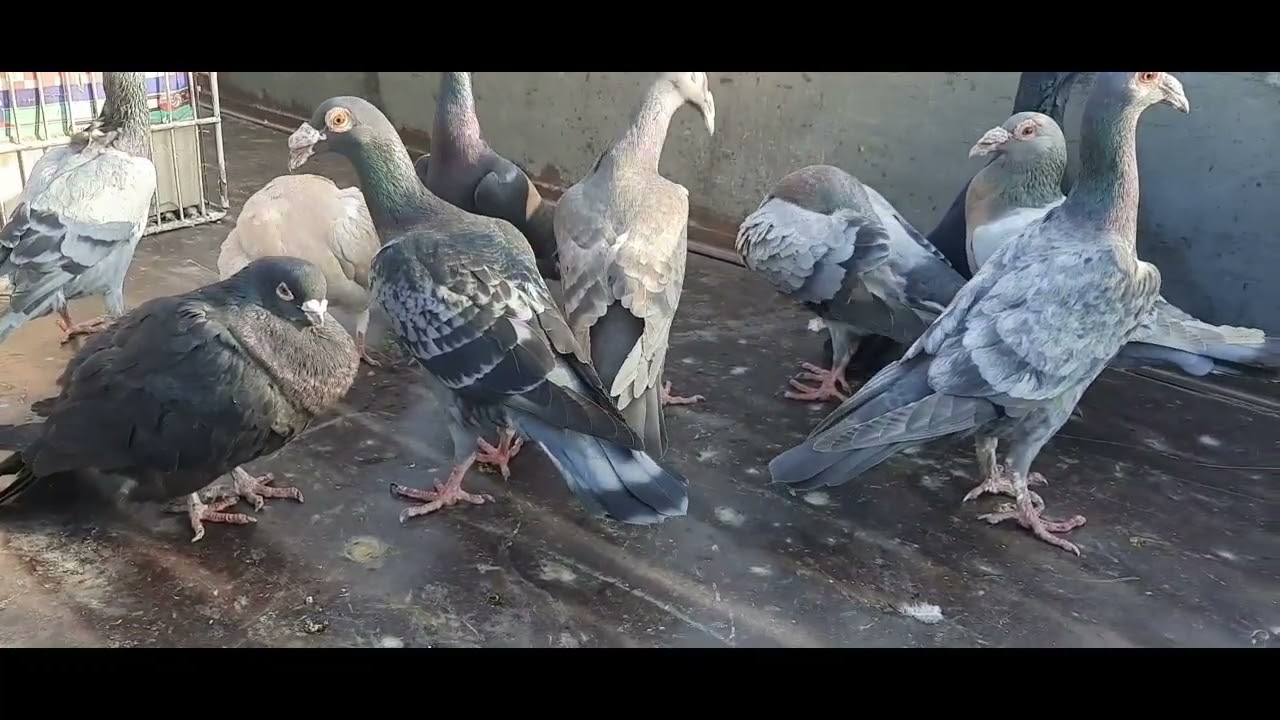 جولة في سوق الحمام واشترينا حمام لصاحبي وشو تتوقعون رخيص ولا غالي 