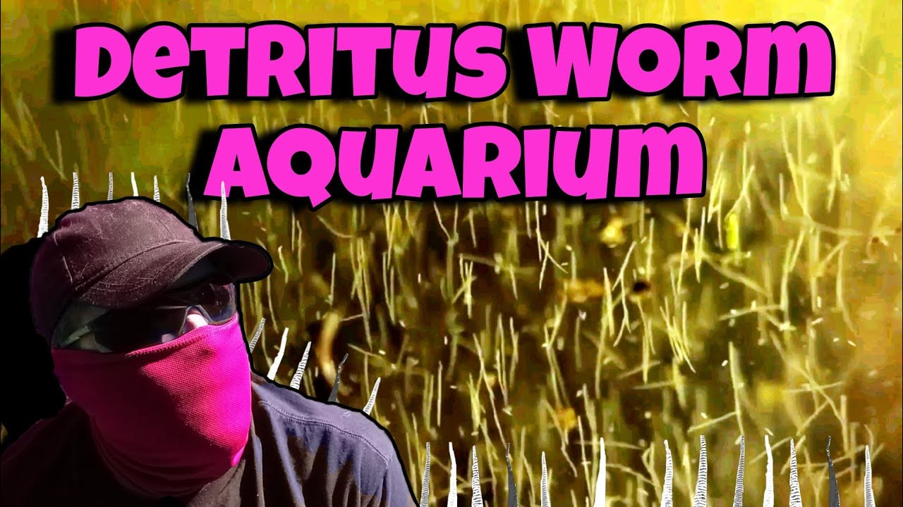 намеренное выращивание ТЫСЯЧ детритных червей???