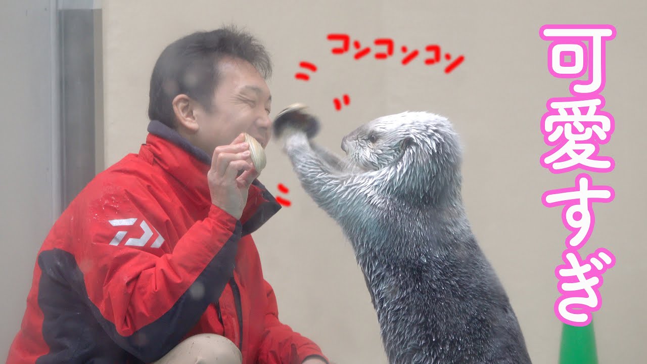 ラッコのメイちゃん、飼育員さんとの掛け合いが面白い!鳥羽水族館のラッコのメイちゃんごはんタイム5 Sea Otterr”May
