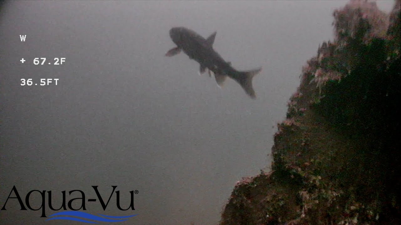 Троллинг на лосося и озерную форель — подводная камера Aqua-Vu.