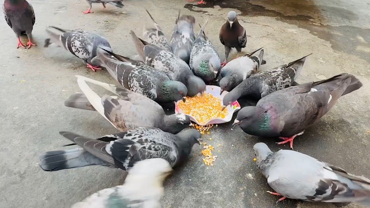 Many pigeons came down to peck at the food in the bowl.