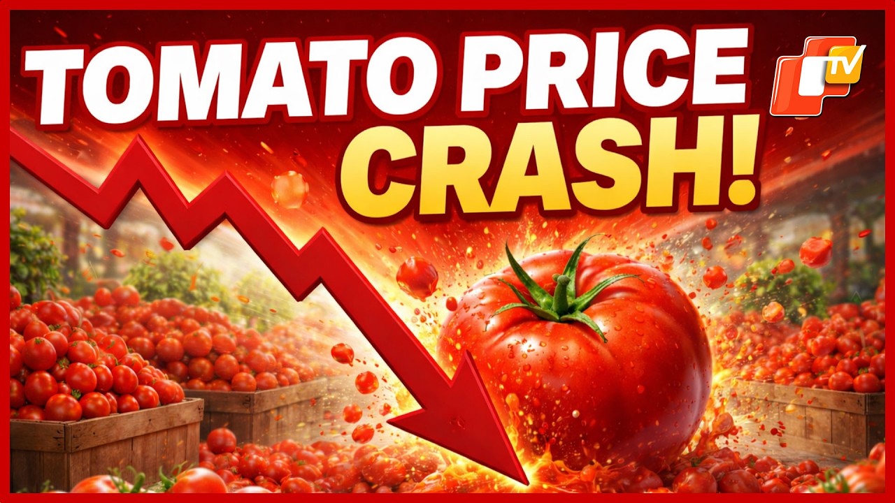 Tomato Price Crash Forces Ganjam Farmers To Destroy Crops Amid Heavy Losses | OTV