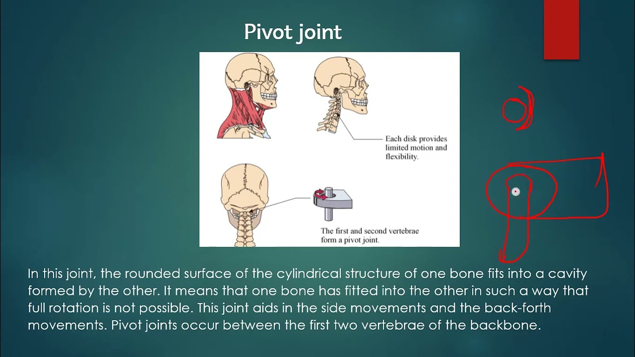 Types of Freely movable joint 1) ball & socket joint. 2)Hinge joint 3)pivot joint 4) Gliding joint