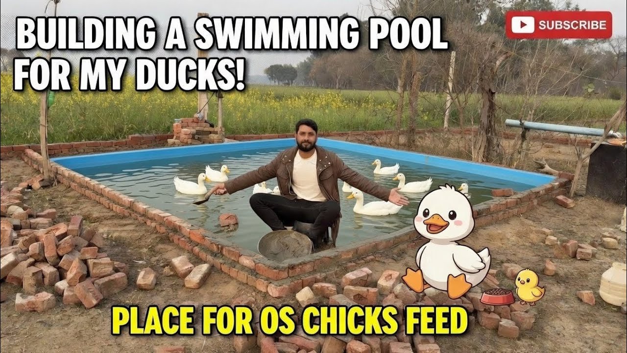 I Built a Swimming Pool for My Ducks 🦆😲 Soon Completed ✔️ | Mr Asad