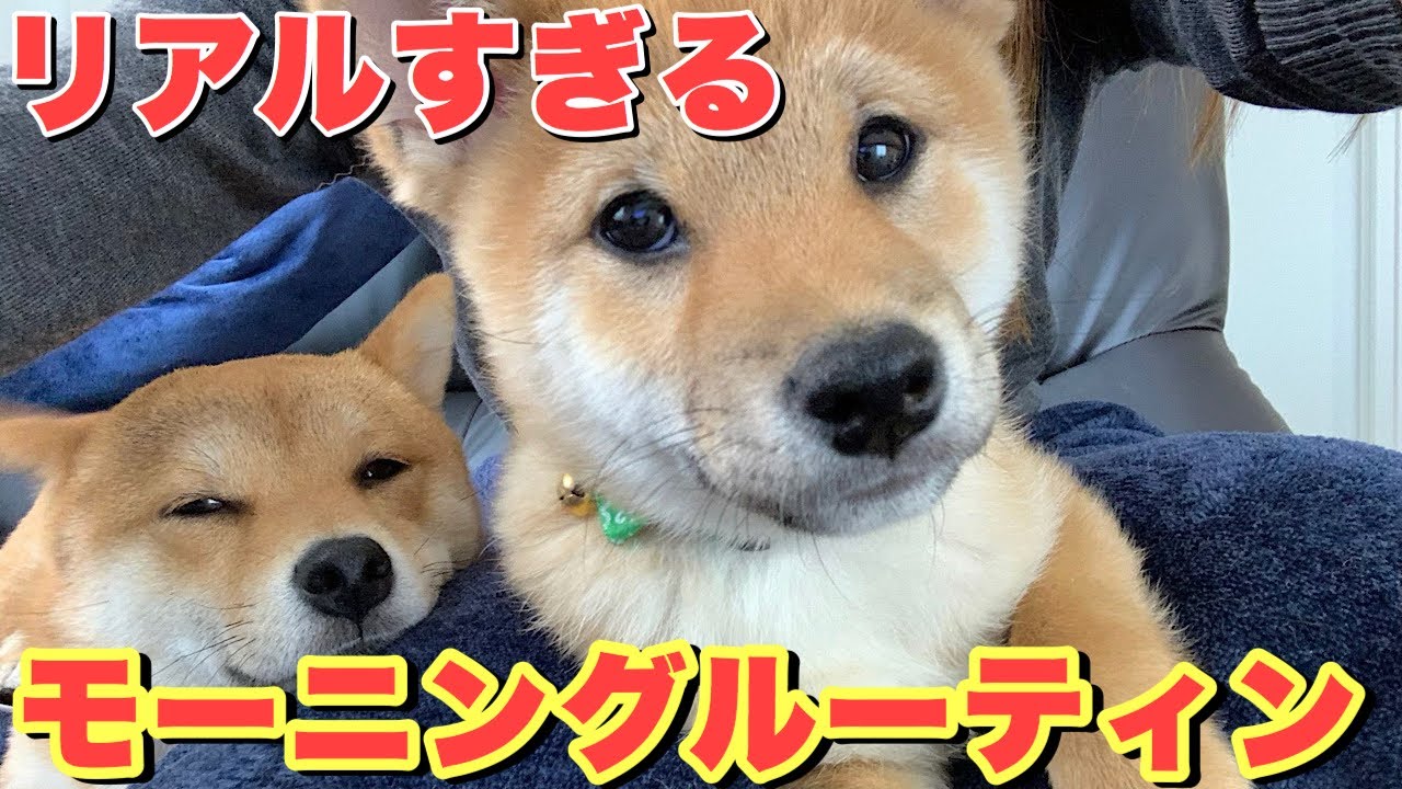 我が家のリアルすぎるモーニングルーティン〜朝からうるさい＆激しい豆柴姉弟〜