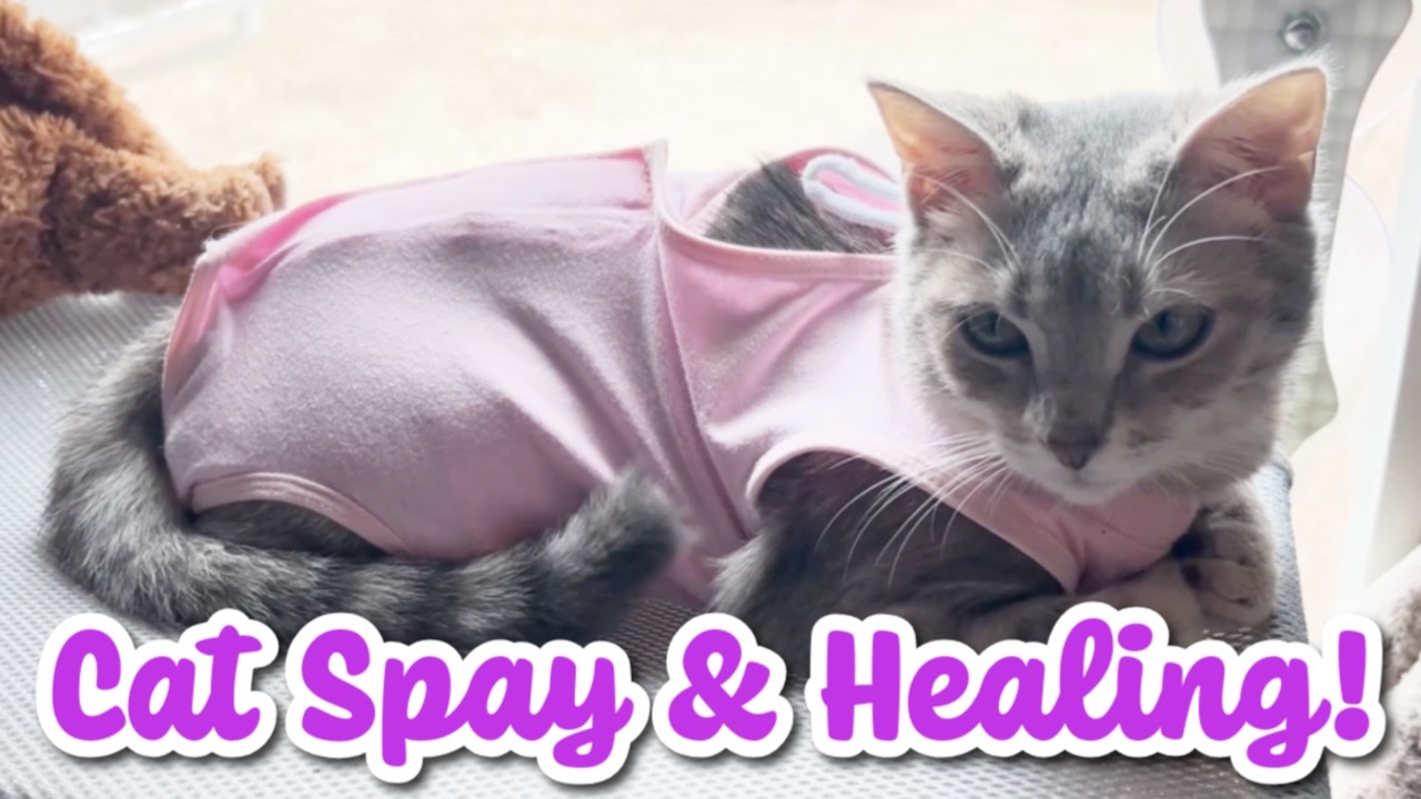 Getting Our CAT SPAYED