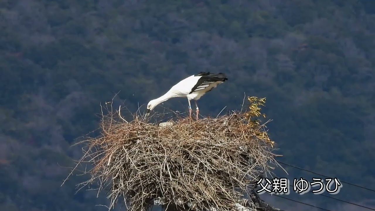 鳴門コウノトリ 2026/02/28 撮影 成長記録 徳島県鳴門市