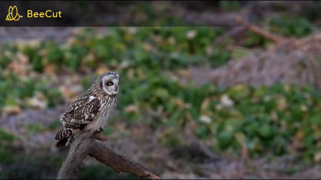 野鳥、動物、自然動画　撮影日　2021-02-05　コミミズク（小耳木菟）