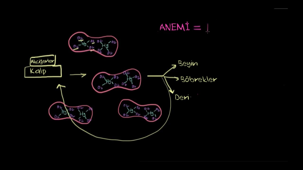 Anemi Nedir? (Fen Bilimleri) (Sağlık ve Tıp)