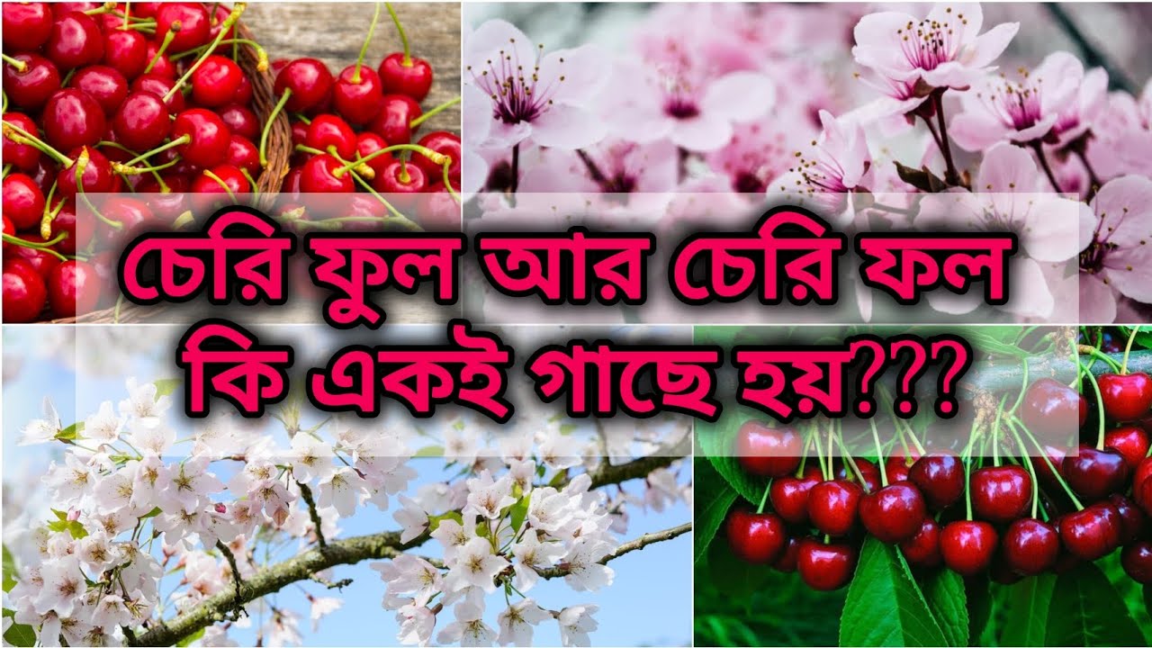 সবই সুন্দর।। চেরি ফুল আর চেরি ফল কি একই গাছে হয়???