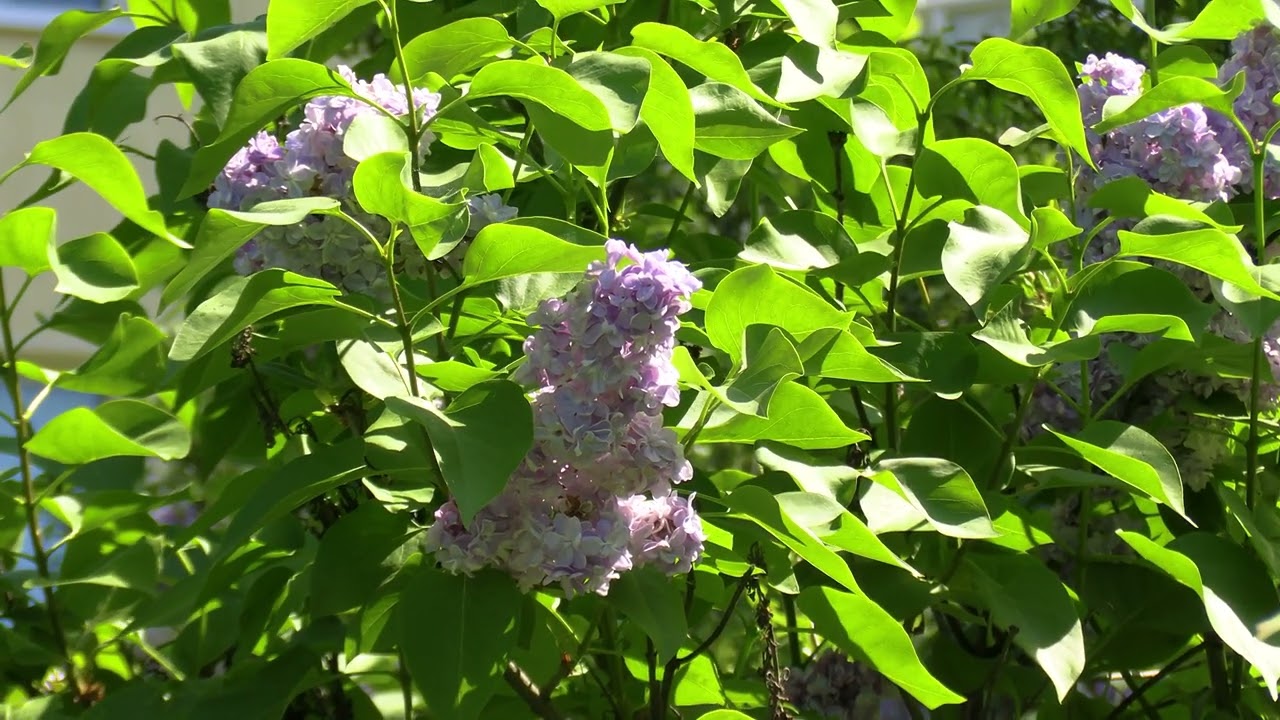 Цветёт сирень.Der Flieder bl&uuml;ht.The lilac is blooming.