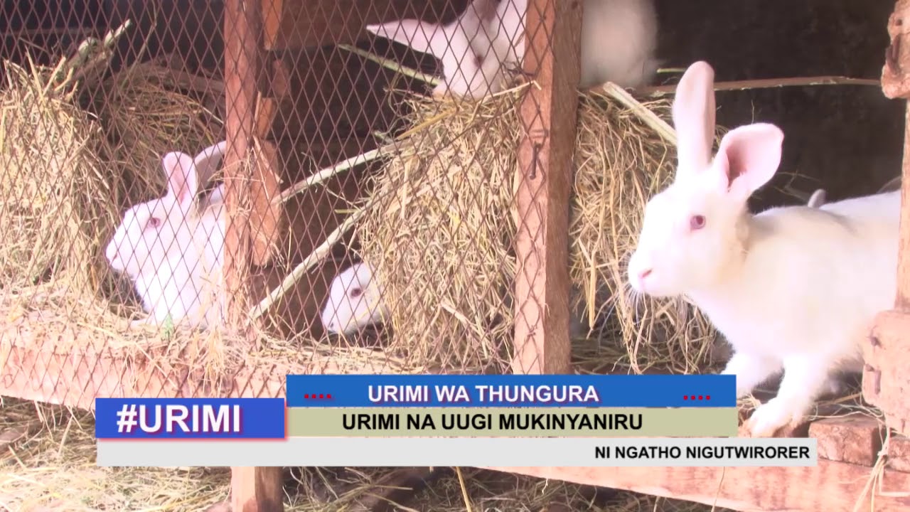 GIKUYU TV URIMI WA THUNGURA NA SERAH KIMANI PRT 1 7TH APRIL 2018